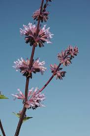 Attēlu rezultāti vaicājumam “Salvia verticillata”