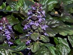 Attēlu rezultāti vaicājumam “Ajuga reptans leaf”