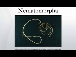 Attēlu rezultāti vaicājumam “Nematomorpha”