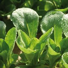 Image result for Feldsalat