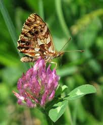 Attēlu rezultāti vaicājumam “Boloria dia upperside”