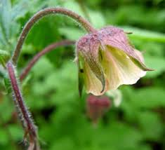 Attēlu rezultāti vaicājumam “xComagaria rosea  flower”