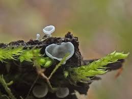 Attēlu rezultāti vaicājumam “Rimbachia neckerae”