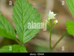 Attēlu rezultāti vaicājumam “Rubus saxatilis flower”