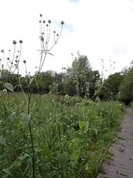 Image result for Dipsacus pilosus