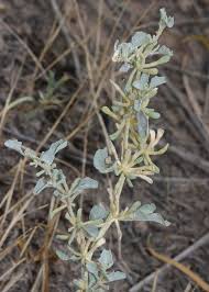 Attēlu rezultāti vaicājumam “Atriplex littoralis fruit”