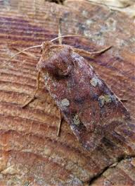 Attēlu rezultāti vaicājumam “Cerastis leucographa”