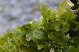 Attēlu rezultāti vaicājumam “Metzgeria furcata”