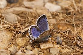 Attēlu rezultāti vaicājumam “Plebejus argus”