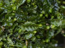 Attēlu rezultāti vaicājumam “Jamesoniella autumnalis”