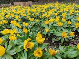 Attēlu rezultāti vaicājumam “Eranthis hyemalis”