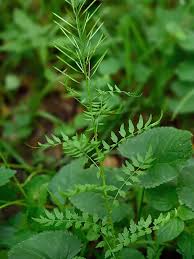 Attēlu rezultāti vaicājumam “Cardamine impatiens fruit”