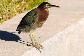 Image result for Butorides virescens