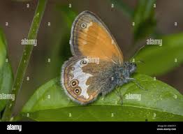 Attēlu rezultāti vaicājumam “Coenonympha arcania underside”