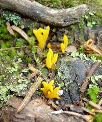 Attēlu rezultāti vaicājumam “Calocera glossoides”