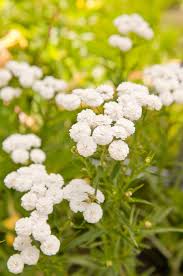 Attēlu rezultāti vaicājumam “Achillea ptarmica leaf”