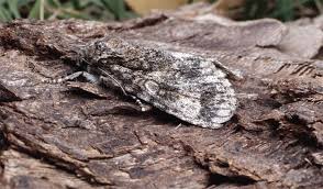 Attēlu rezultāti vaicājumam “Acronicta megacephala larva”