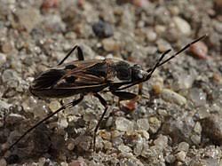 Image result for Rhyparochromus