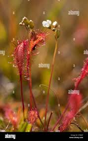 Attēlu rezultāti vaicājumam “Drosera anglica flower”