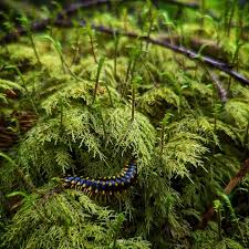 Attēlu rezultāti vaicājumam “Hylocomium splendens sporophyte”