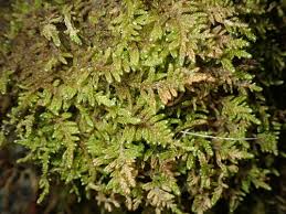 Attēlu rezultāti vaicājumam “Campylophyllum sommerfeltii”