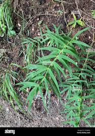 Attēlu rezultāti vaicājumam “Polygonatum verticillatum fruit”
