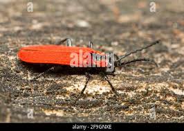 Attēlu rezultāti vaicājumam “Lygistopterus sanguineus larva”