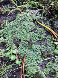 Attēlu rezultāti vaicājumam “Riccia sorocarpa macro”