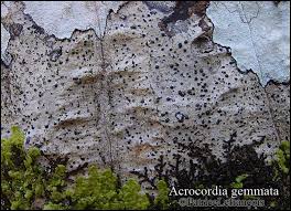 Attēlu rezultāti vaicājumam “Acrocordia gemmata”