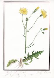 Attēlu rezultāti vaicājumam “Crepis biennis”