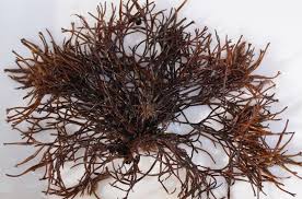 Attēlu rezultāti vaicājumam “Furcellaria lumbricalis”