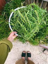 Image result for Reseda luteola