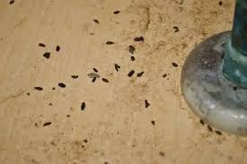 Image result for insect poop
