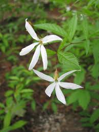 Attēlu rezultāti vaicājumam “Gillenia trifoliata flower”