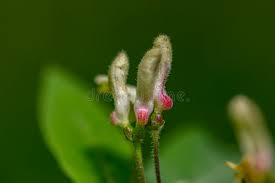Attēlu rezultāti vaicājumam “Lonicera xylosteum bud”