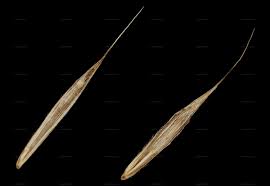 Attēlu rezultāti vaicājumam “Hordelymus europaeus leaf”