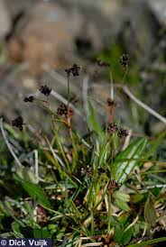 Attēlu rezultāti vaicājumam “Juncus articulatus”