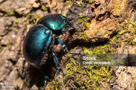 Attēlu rezultāti vaicājumam “Korynetes caeruleus”