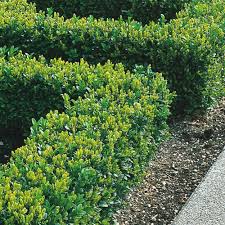 Attēlu rezultāti vaicājumam “Buxus sempervirens”