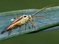 Attēlu rezultāti vaicājumam “Stenotus binotatus male”