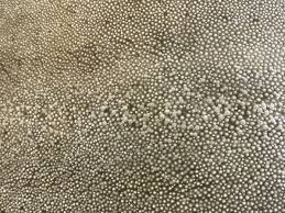 Image result for Megatrygon microps