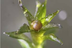 Attēlu rezultāti vaicājumam “Campylopus pyriformis sporophyte”