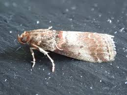 Attēlu rezultāti vaicājumam “Acrobasis advenella”