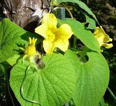 Attēlu rezultāti vaicājumam “Thladiantha dubia”