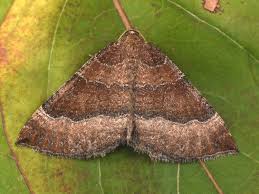 Attēlu rezultāti vaicājumam “Larentia clavaria”