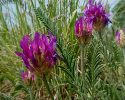 Attēlu rezultāti vaicājumam “Astragalus arenarius flower”