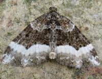 Attēlu rezultāti vaicājumam “Euphyia unangulata”