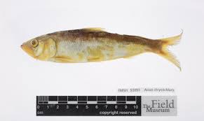 Image result for Alosa chrysochloris