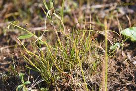 Attēlu rezultāti vaicājumam “Juncus stygius”