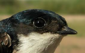 Attēlu rezultāti vaicājumam “Delichon urbicum adult”